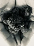 Tartufo-Nero-Uncinato-Fresco-Intero.webp